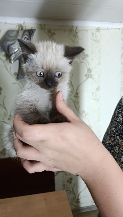 Сиамский котёнок