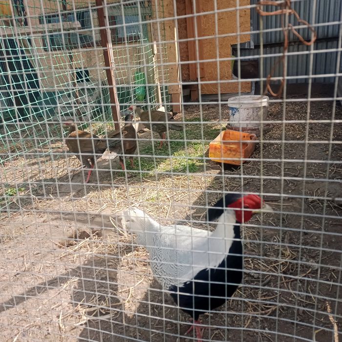 Серебристые фазаны