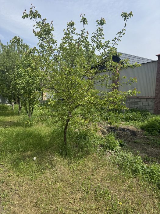 Маживельник для сада