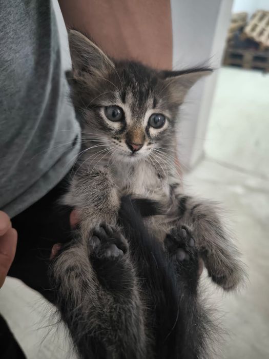 Отдам котят в добрые руки!
