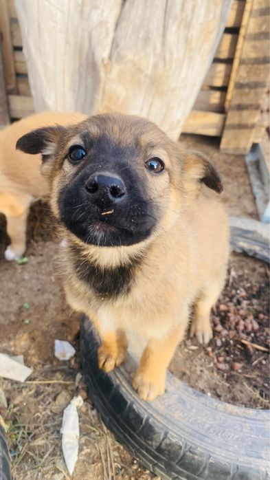 бельгиский малинуа