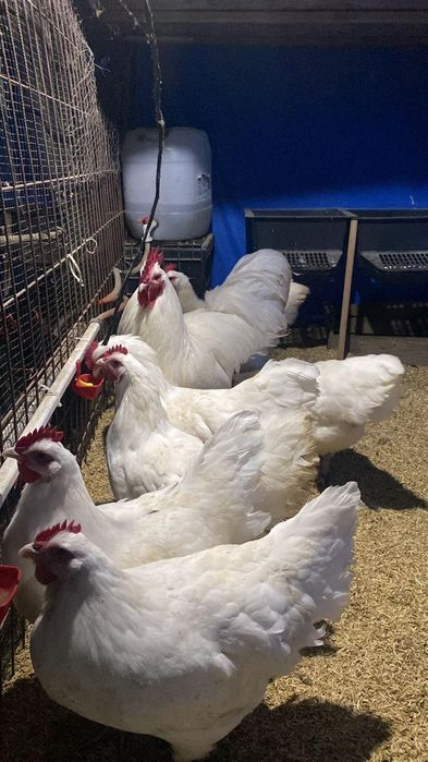 Австролорп парода балапандары