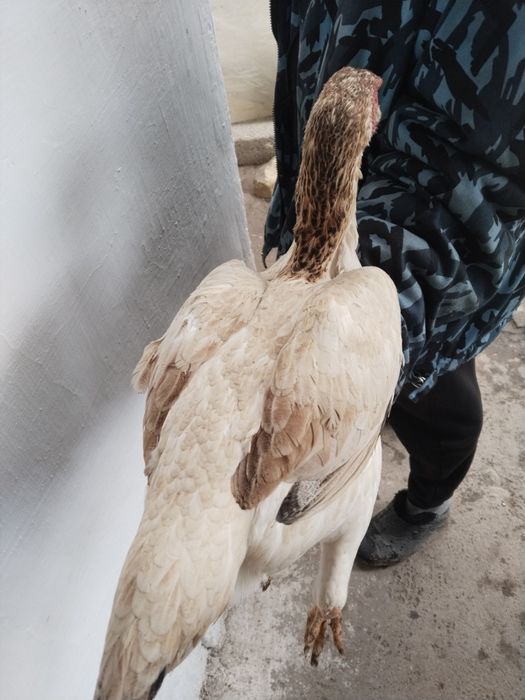 Dakan tovu horozga botrvoti rosa qattiq kaltegi bor toza narsa