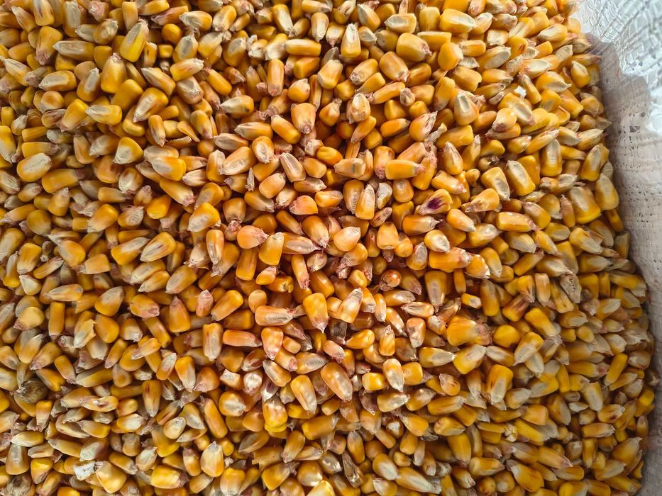 Porumb boabe, posibilitate transport contracost