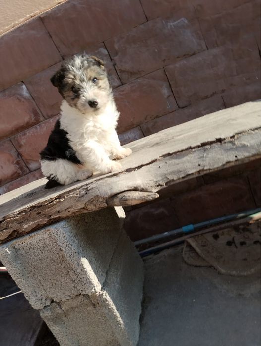 Фокстерьер щенки