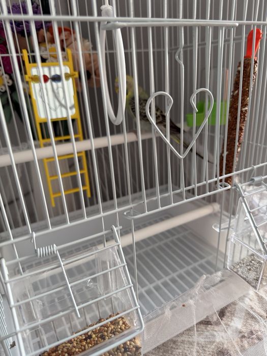 Продам попугая девочку с клеткой