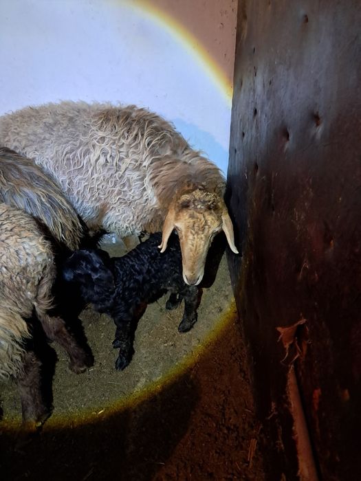 Буаз ,қозылы қойлар сатылады