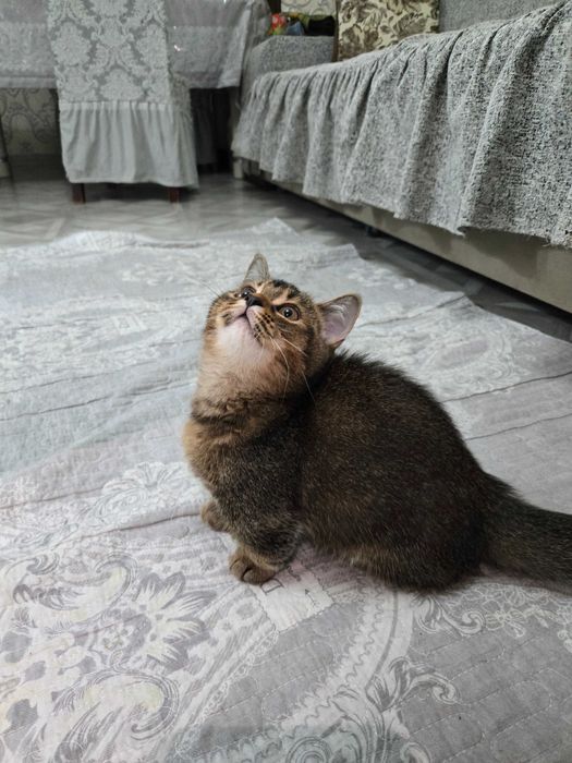 Золотая шиншилла.манчкин