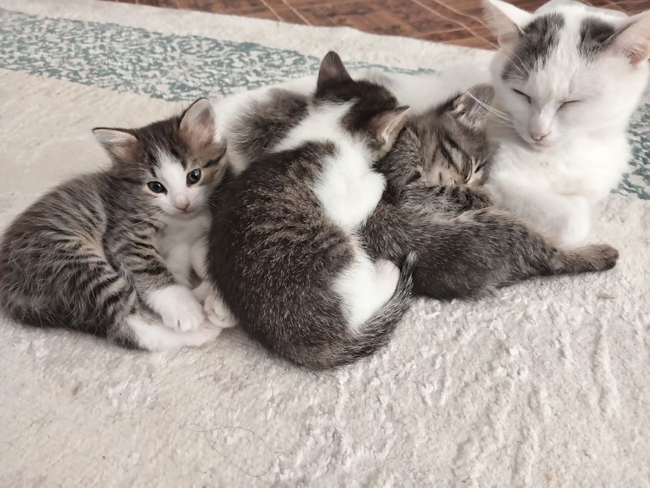 Котята в добрые руки