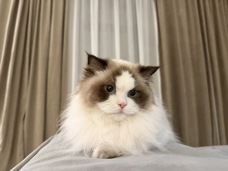 Кошка рэгдолл ищет жениха