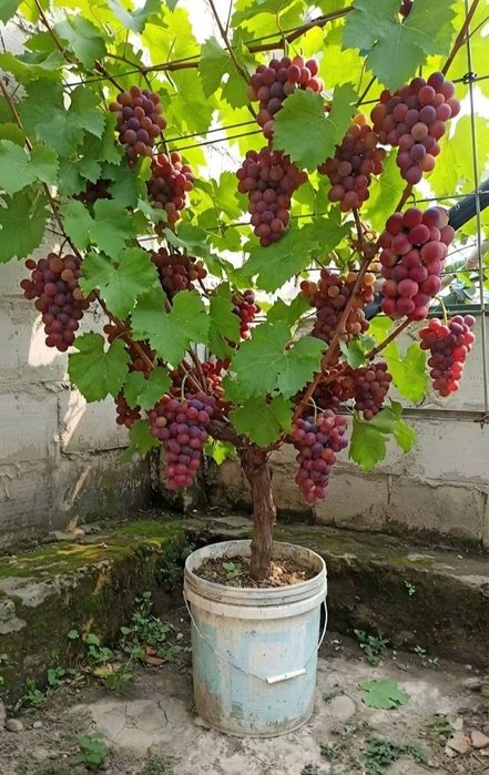 Vita de vie anul 4 la ghiveci