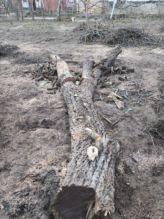 Vând trunchi nuc... aștept oferte