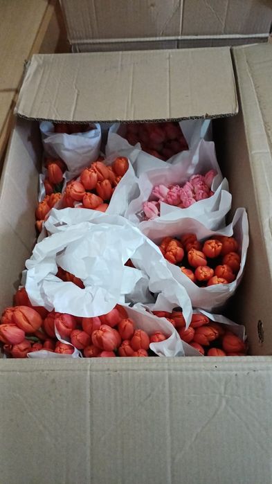 Продам Голландские тюльпаны