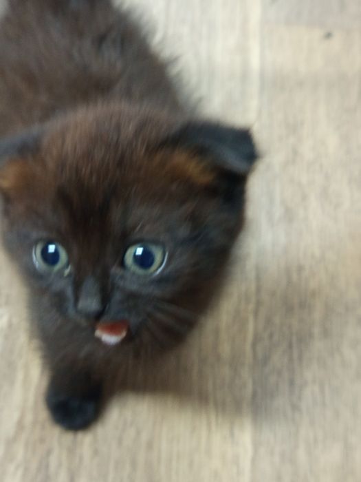 Отдам вислоухих котят.