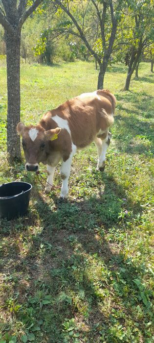Vitea de 4 luni de prasila