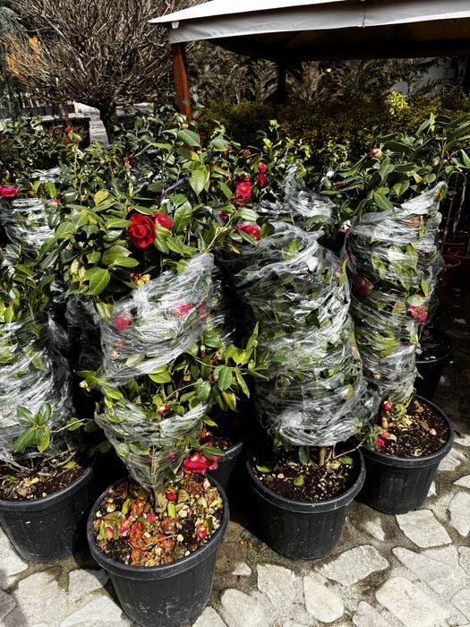 Plante ornamentale pentru curte gradina sau terasa