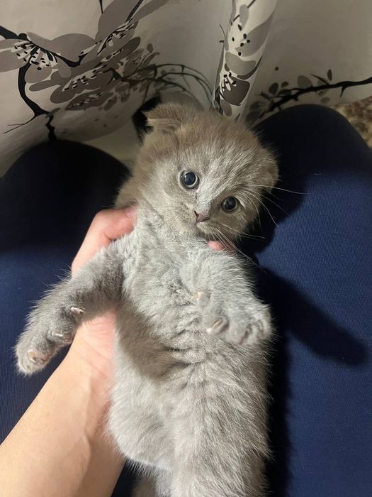 Маленький котенок