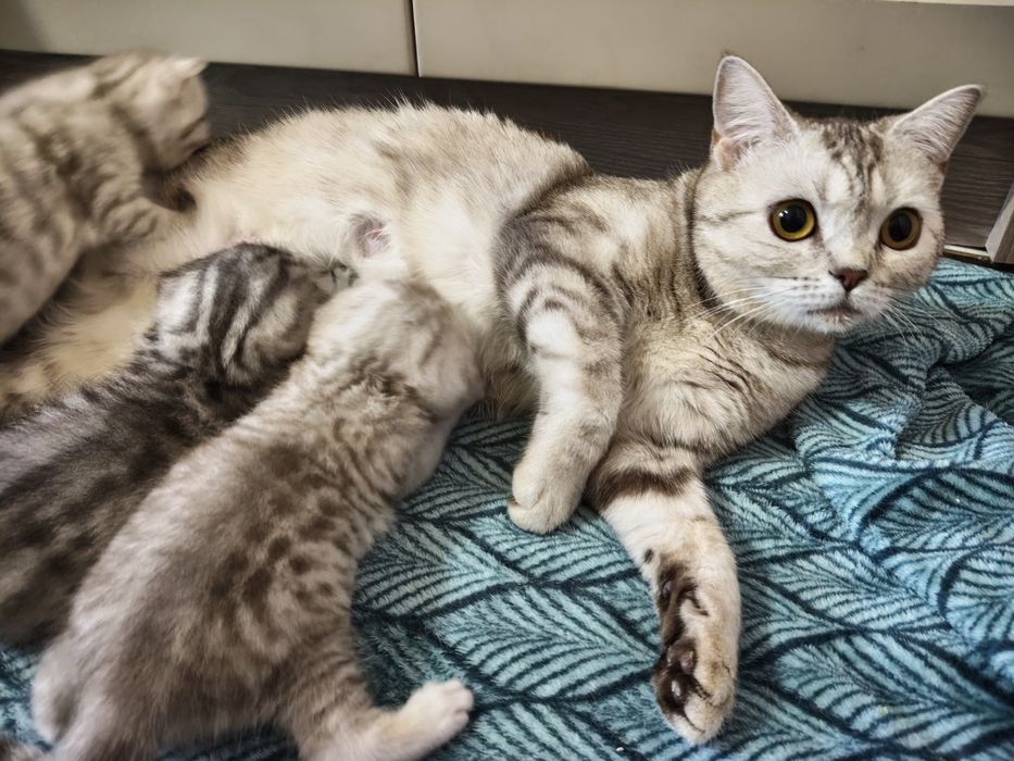 Продаются котята британцы