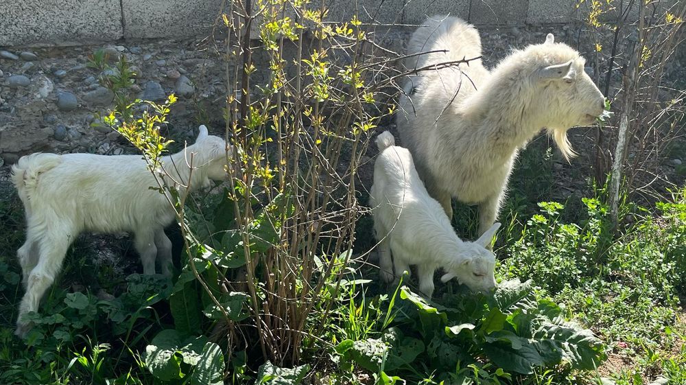 Ешкі Сатылады Орыс ешкі Шымкент