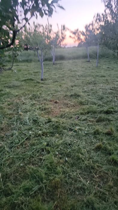 Montaj pavaj amenajari curtii si gradinii defrisat