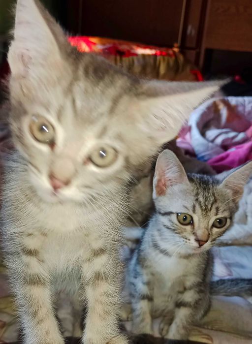 Отдам котёнка. Котята. Даром