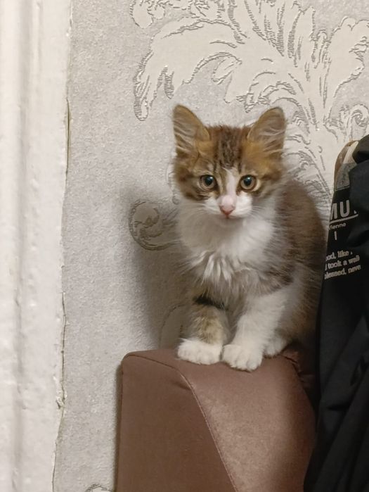 Отдам котёнка в добрые руки