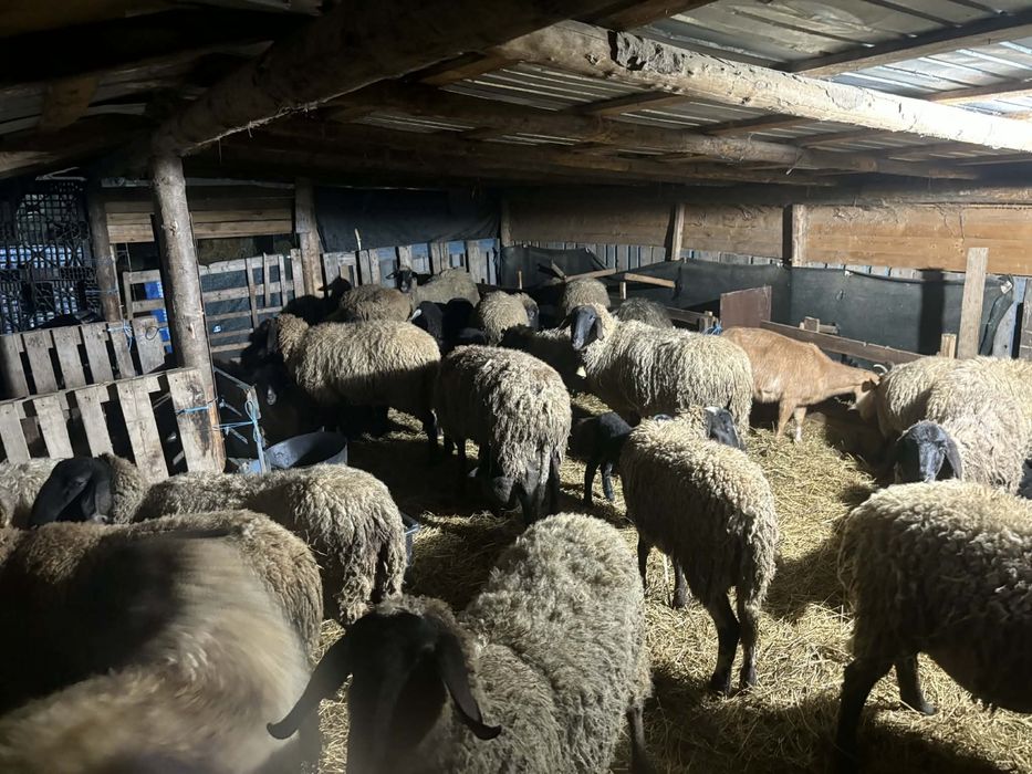 Vand 28 oi si 19 iezi