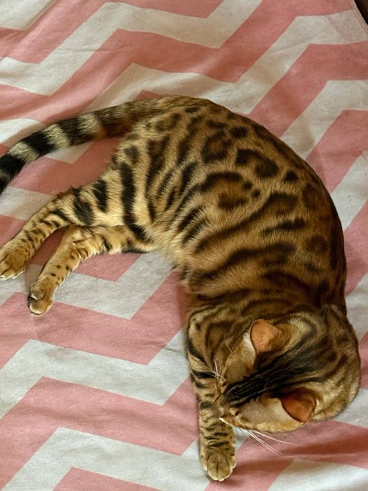 Бенгальская кошка