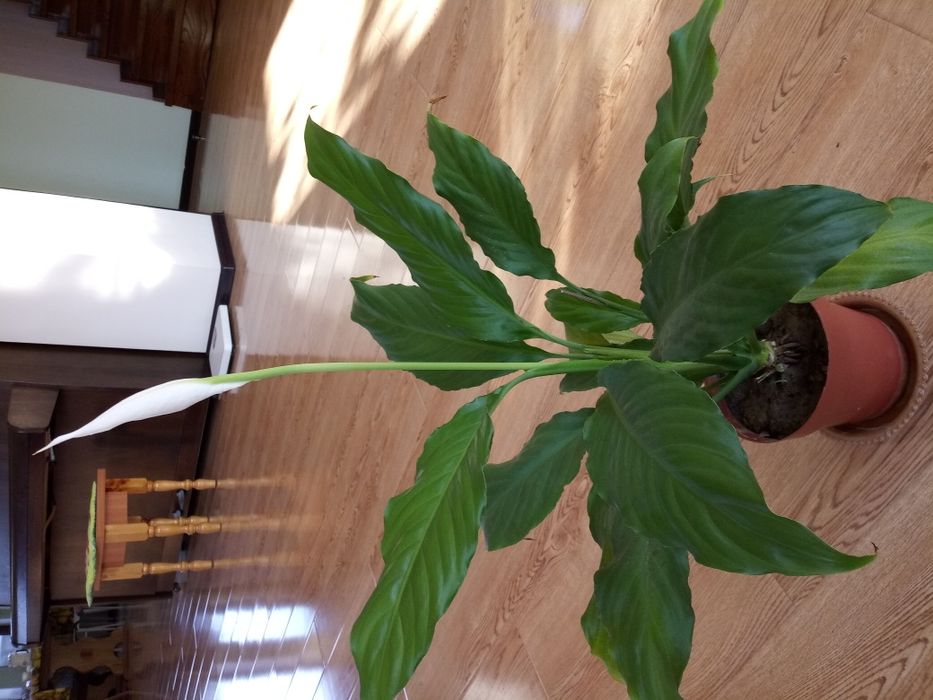 Спатиффилум - женское счастье