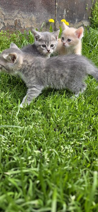 Продам котят,недорого!