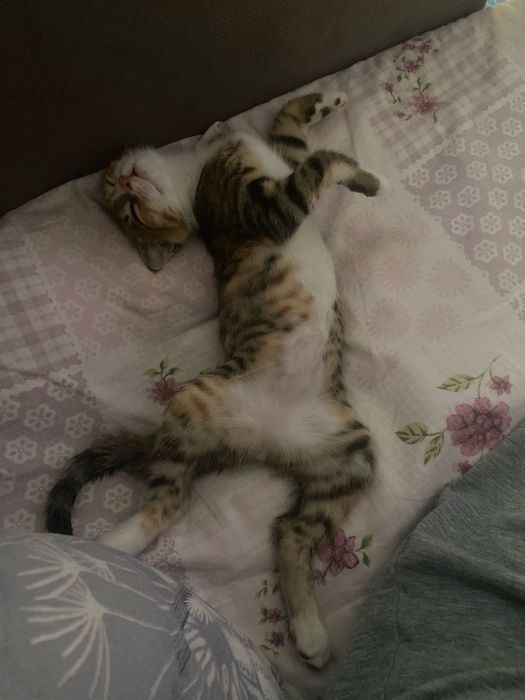 Кошка стерильная