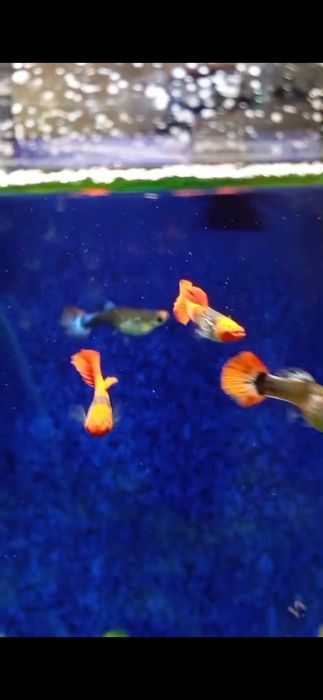 Гуппи Кои кобра Павлодар