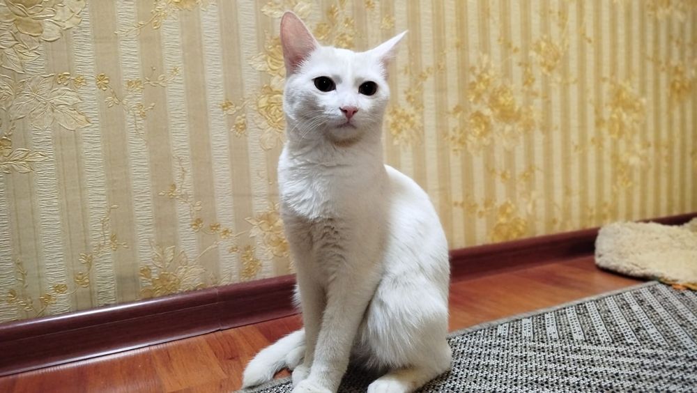 Отдам кошку в хорошие руки