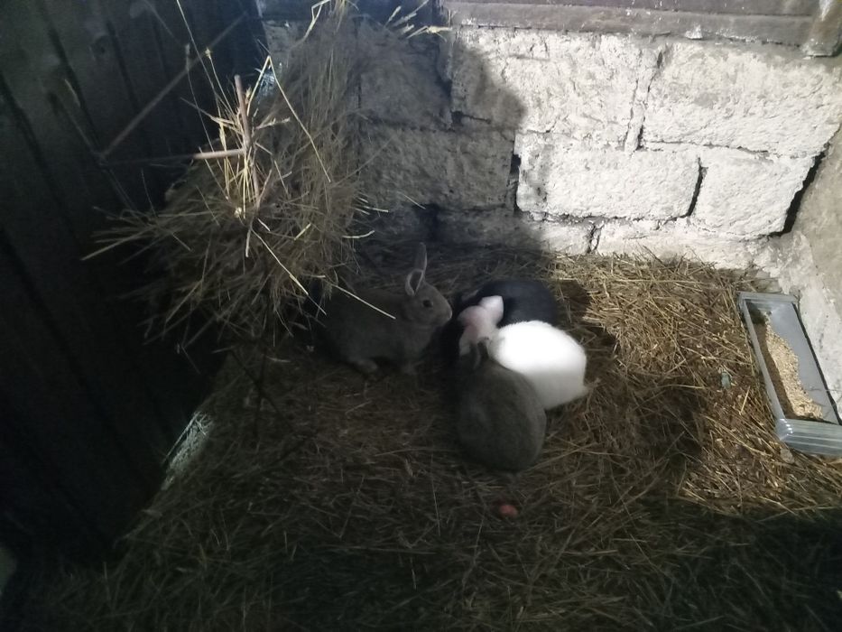 Кроликов чистокровный