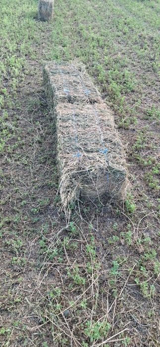 Vând baloți lucernă