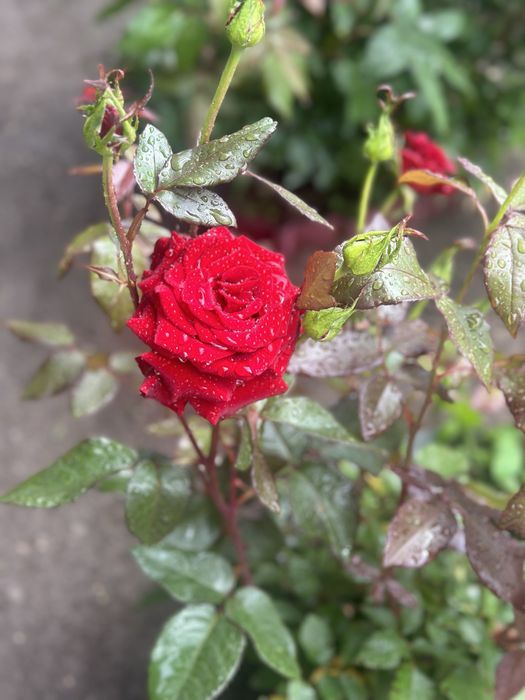 Продается дача в хорошем районе