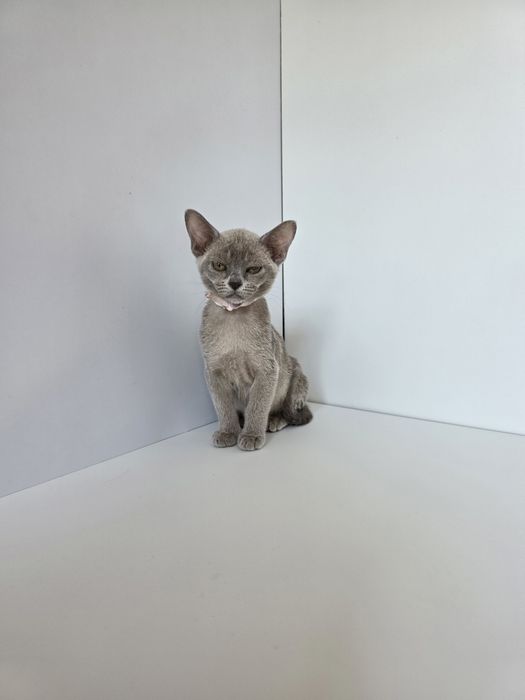 Котята Европейской бурмы