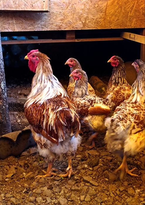 Продам молодое племенное поголовье Виандот белое золото