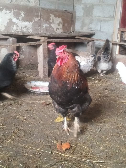 Қораз.тауық. петух. Куры.