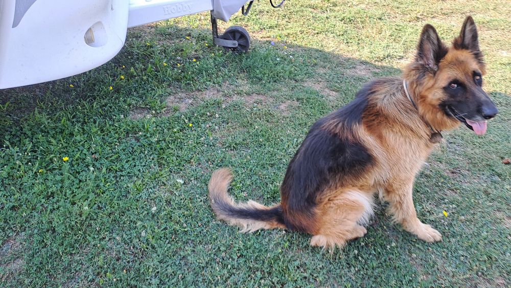 Продава Немска овчарка