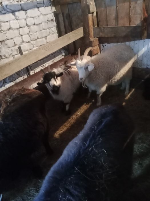 Продам коз домашних