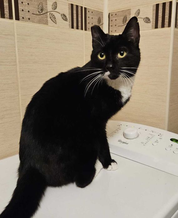 Adoptie pisica neagra castrata Bloom