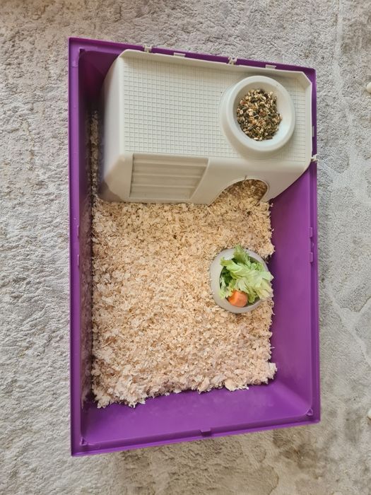 Продам морскую свинку с клеткой