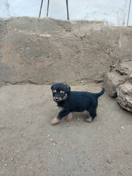 Отдам щенят в добрые руки!!!