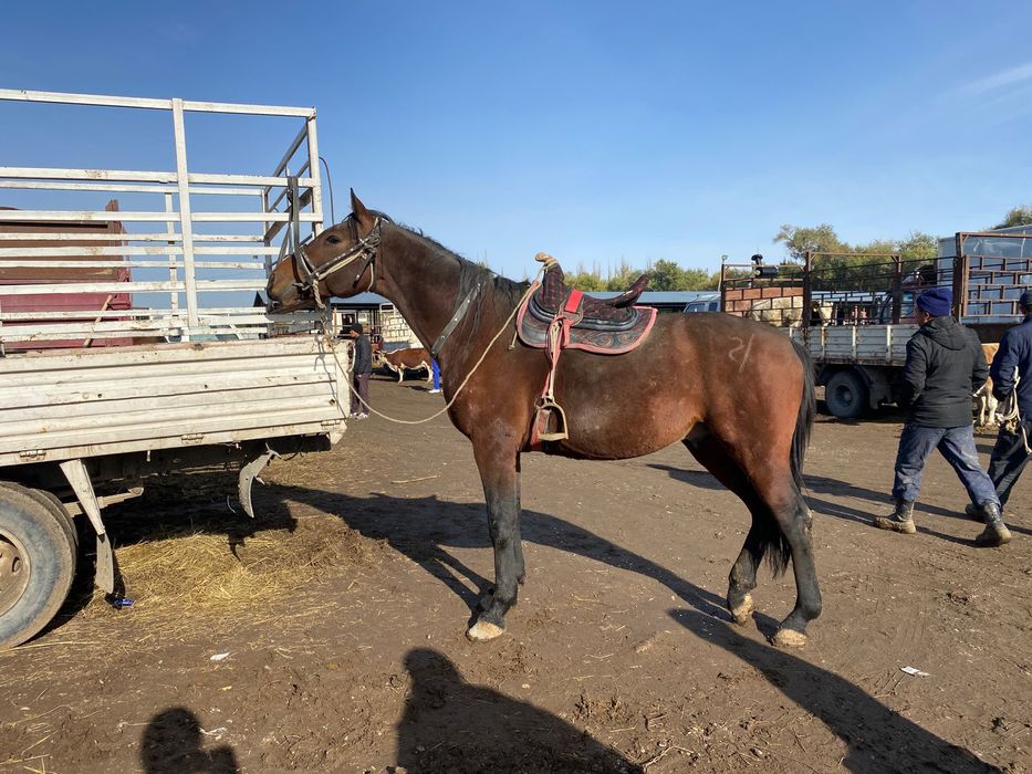 9 жасар, жуас айғыр