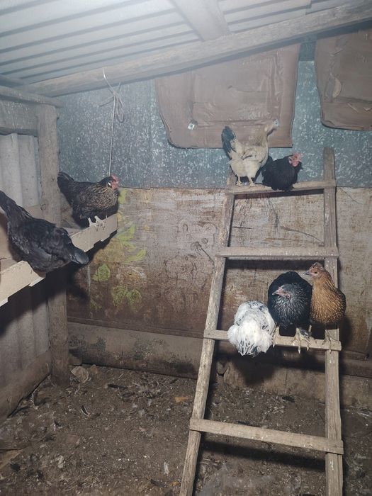 Продам домашние куры