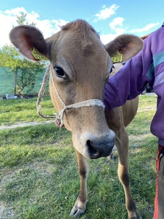 Vacă Jersey de vânzare cu vițel