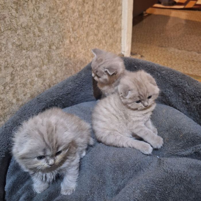 Продаются вислоухие котята