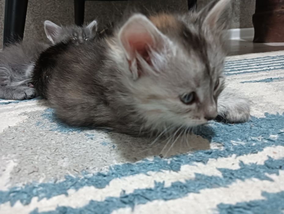 отдам котят в добрые руки