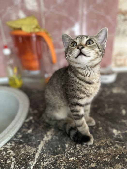 Котеное мальчик в добрые руки